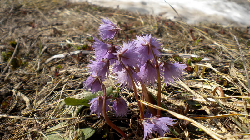 Primulacea -  Soldanella alpina
